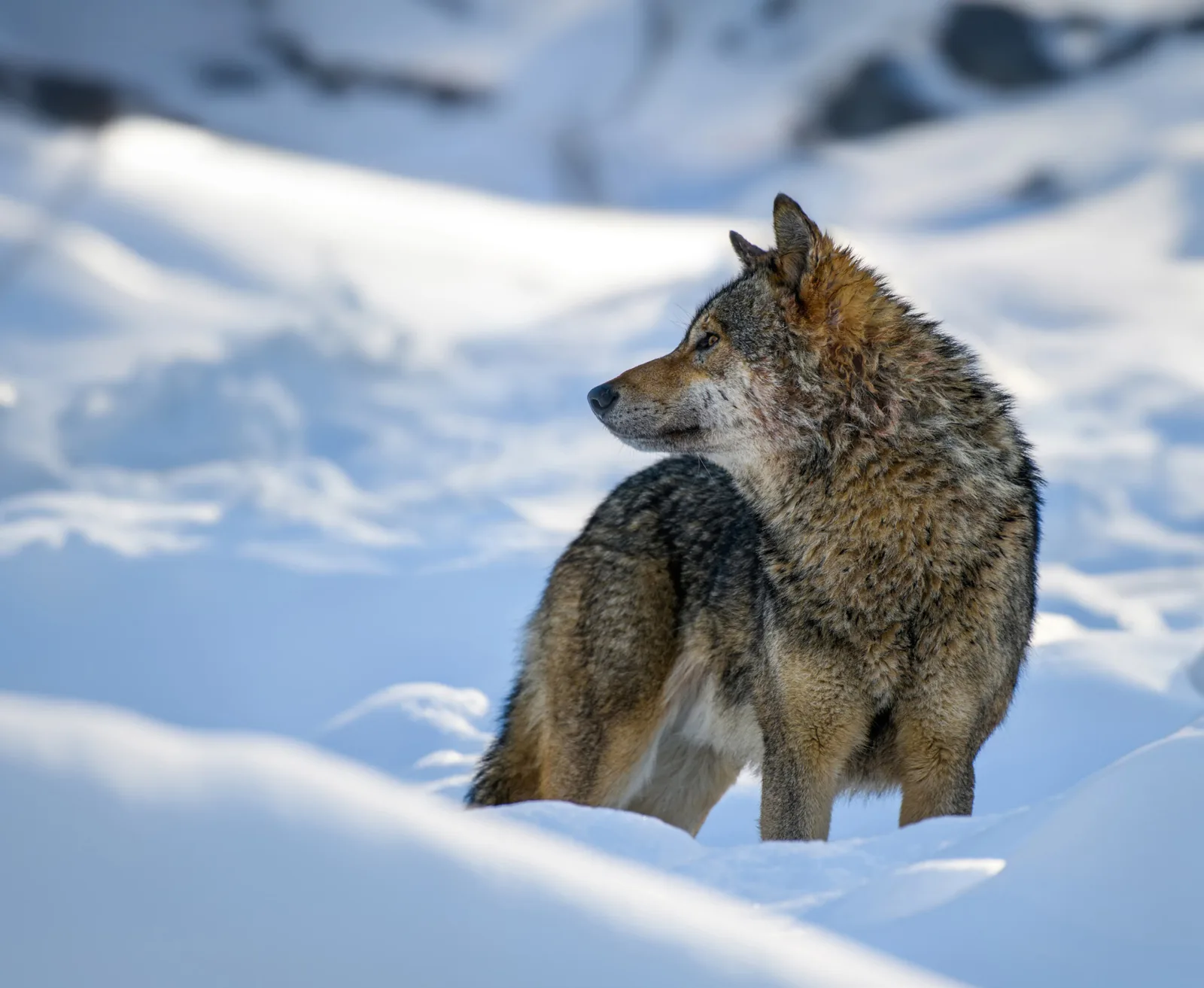 Bild aus dem Beitrag «Der Wolf ist zurück»