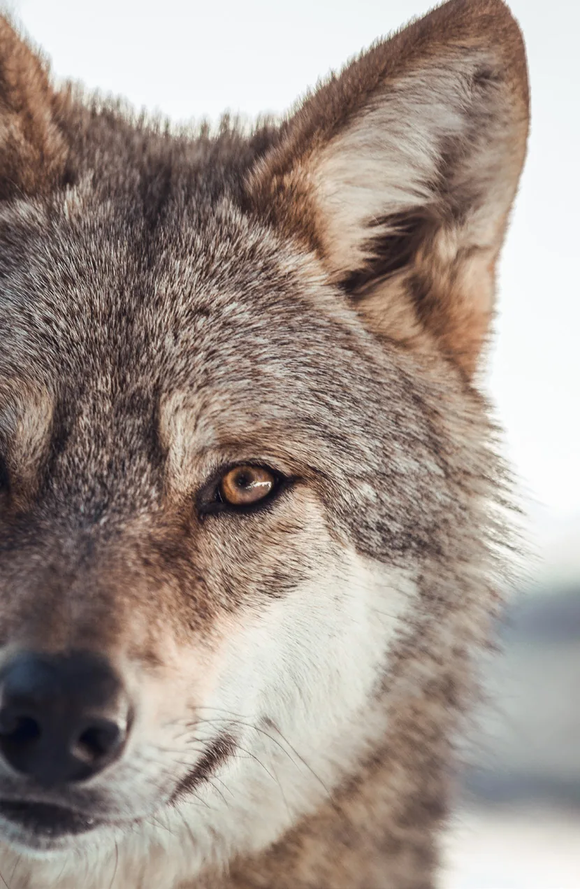 Bild aus dem Beitrag «Der Wolf ist zurück»