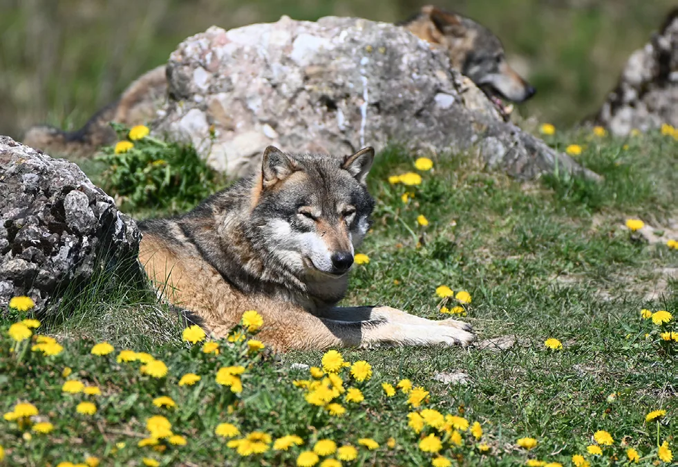 Bild aus dem Beitrag «Der Wolf ist zurück»