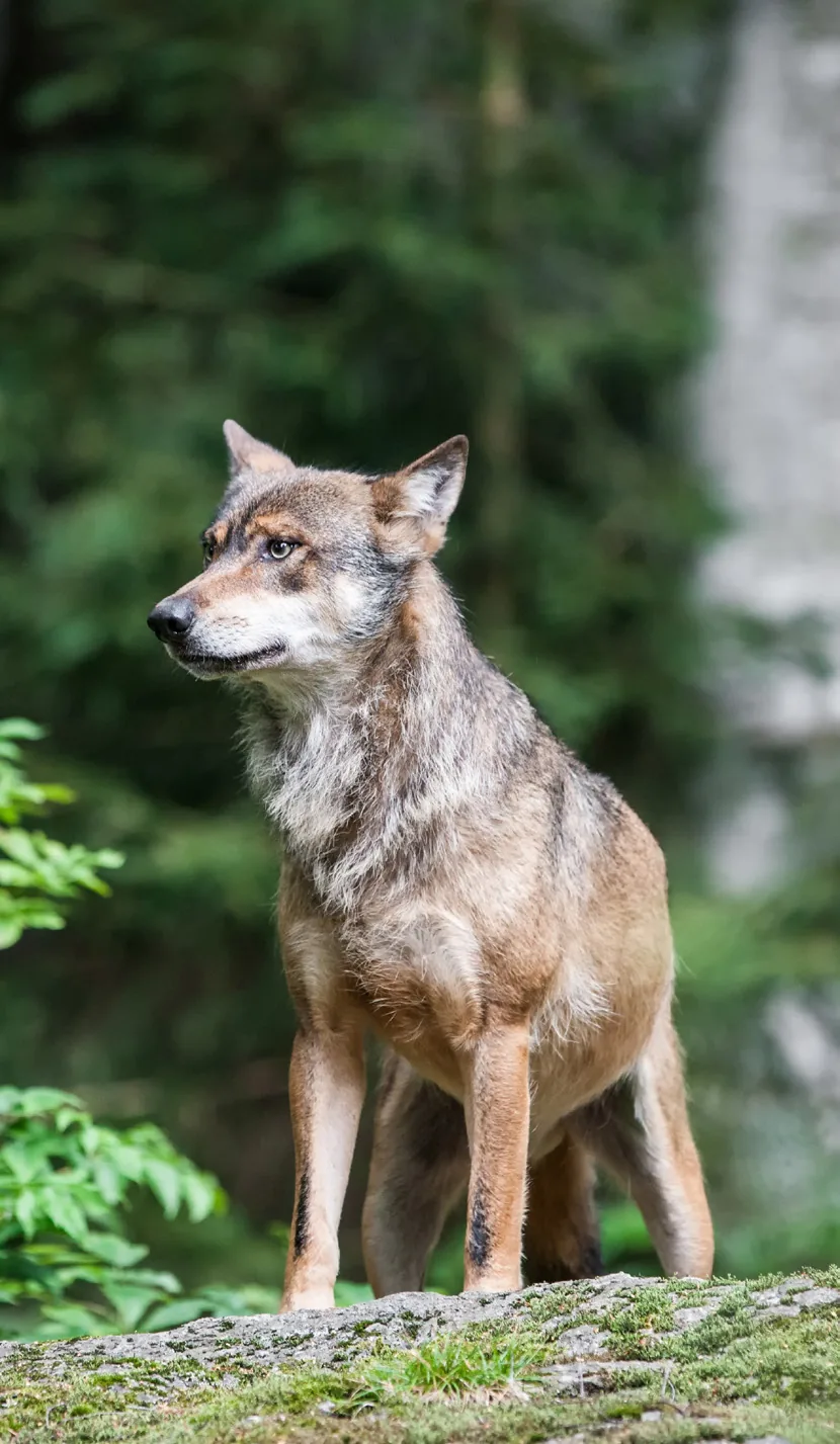 Bild aus dem Beitrag «Der Wolf ist zurück»