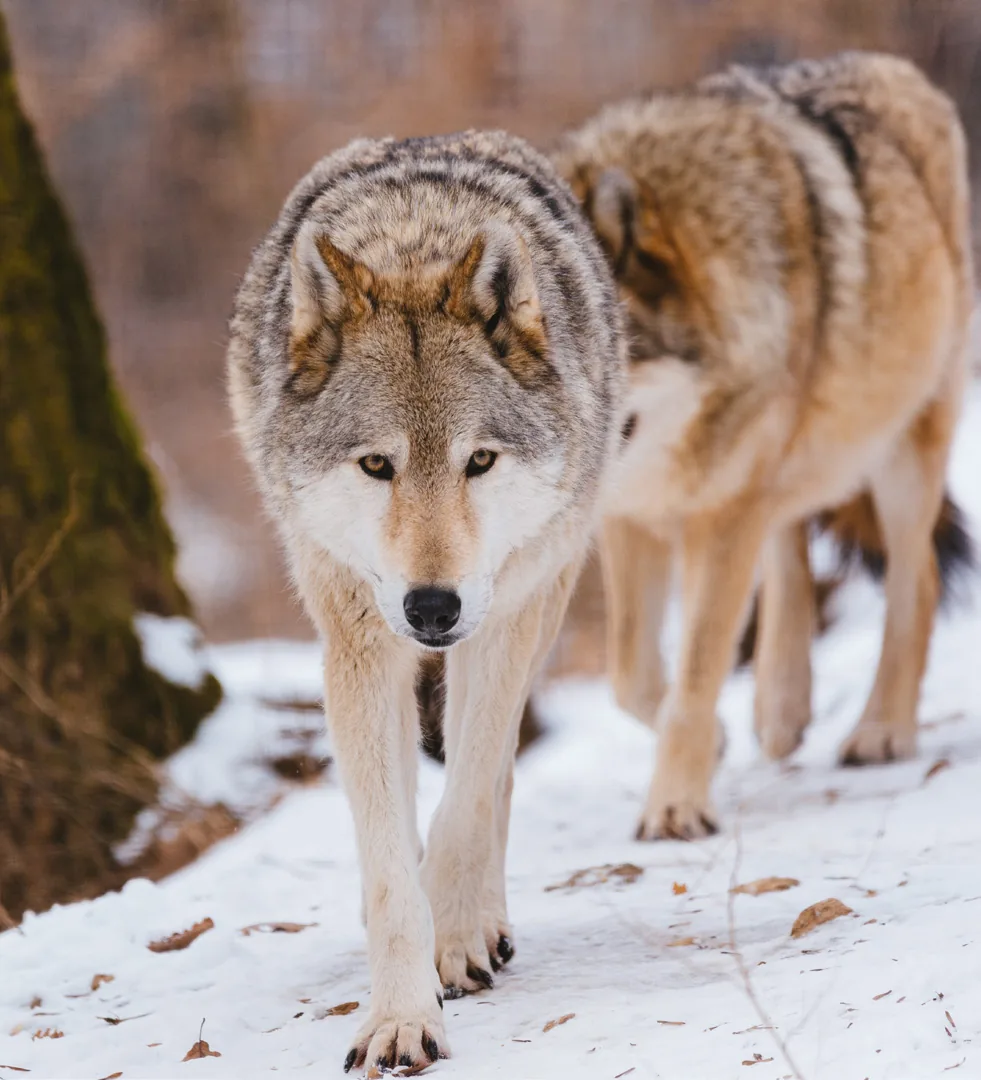 Bild aus dem Beitrag «Der Wolf ist zurück»